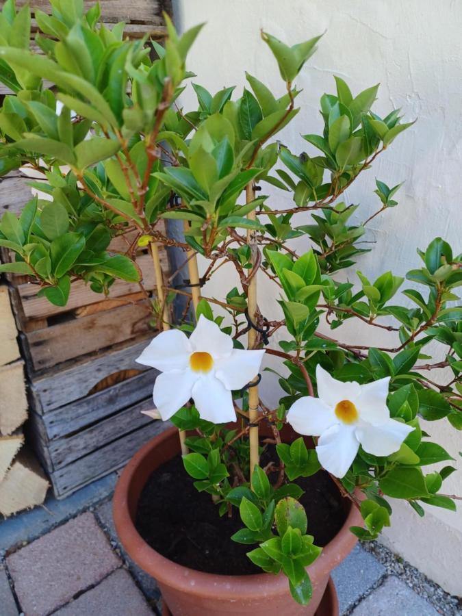 באד אישל Villa Romy Mit 3 Gaestezimmer מראה חיצוני תמונה